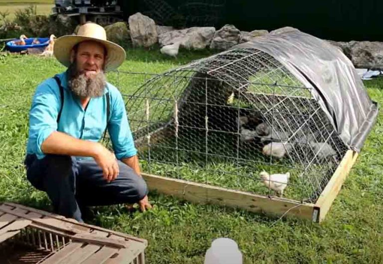 How to build a chicken coop for $50